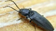 Blocuri de blocare: descrierea și metodele de luptă